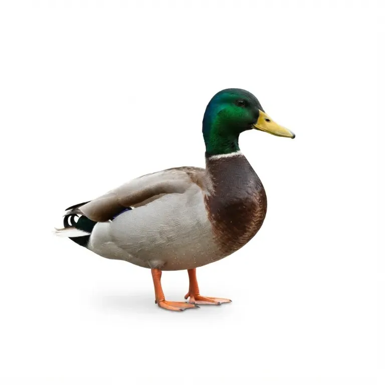 Canard colvert avec sa tête verte et son bec jaune plat