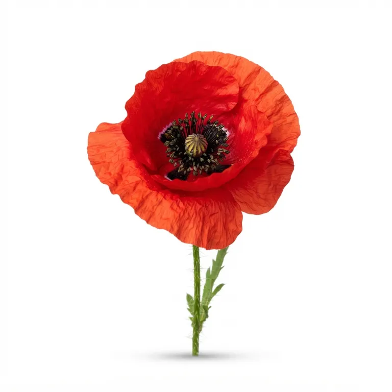 Coquelicot rouge vif avec ses pétales froissés et son cœur noir