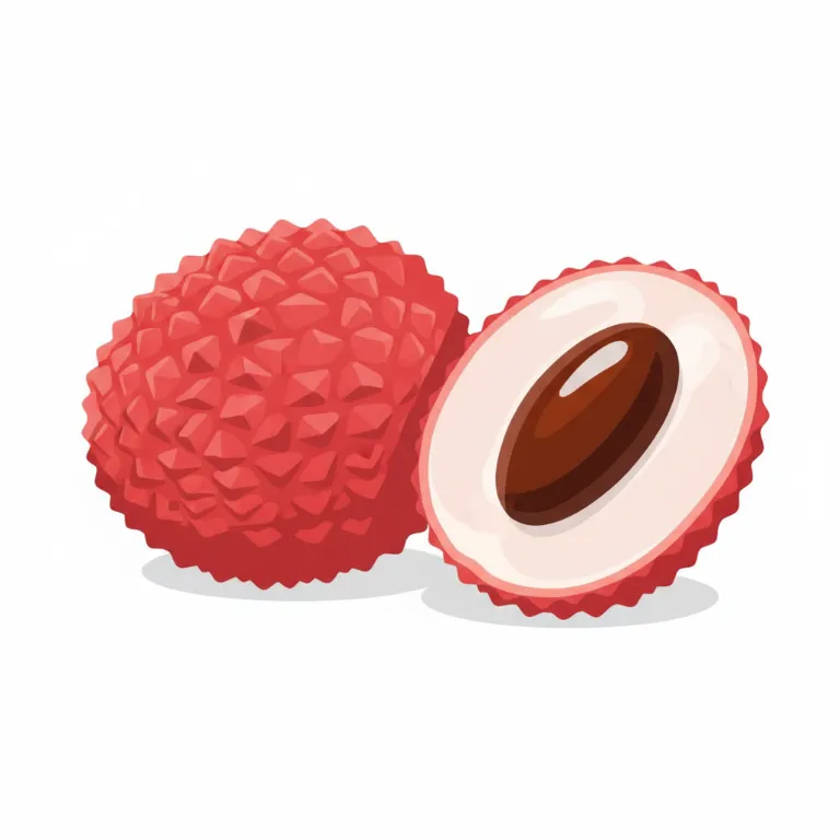Illustration un litchi - Les fruits tropicaux