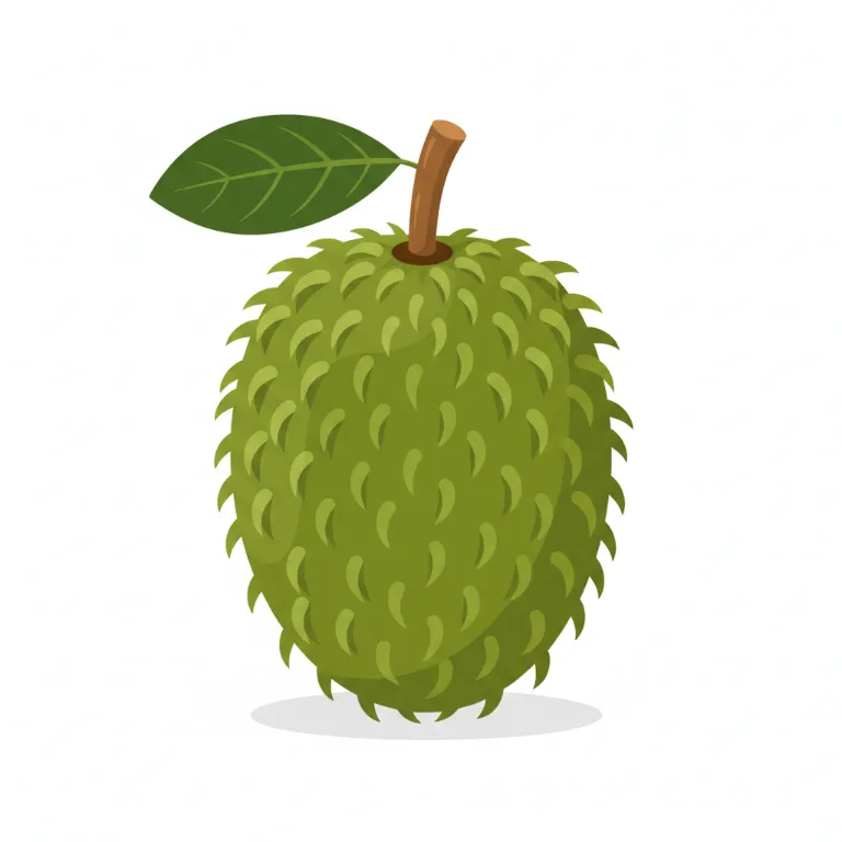 Illustration un corossol - Les fruits tropicaux