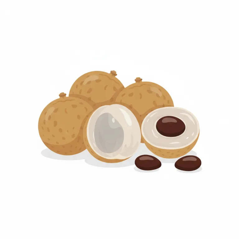 Illustration un longane - Les fruits tropicaux