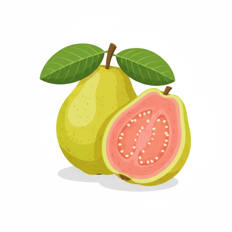 Illustration une goyave - Les fruits tropicaux