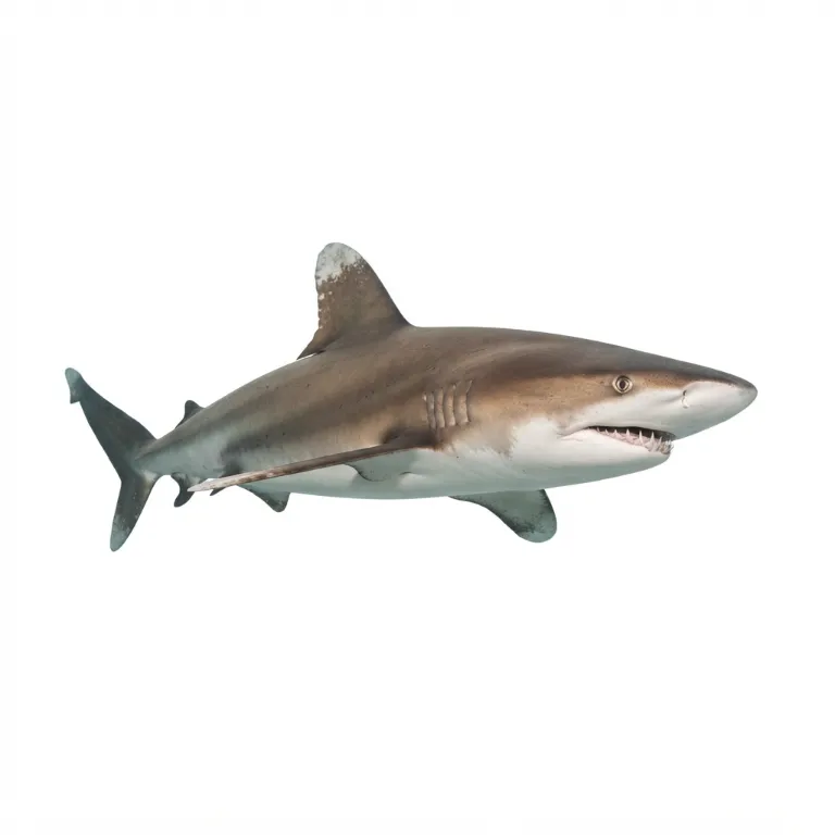 Requin avec son aileron dorsal triangulaire et ses dents pointues