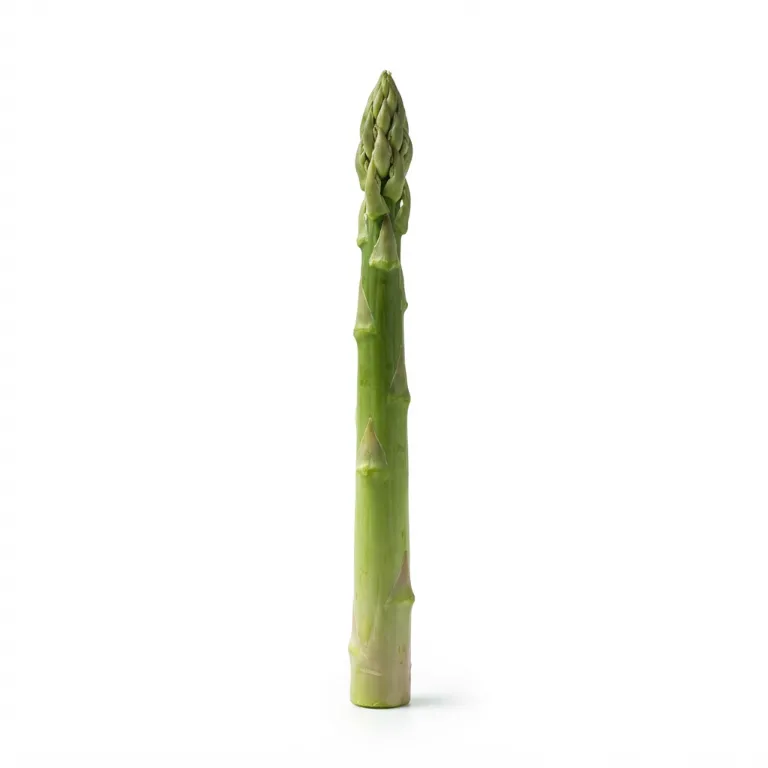 Asperge avec sa tige allongée et sa pointe serrée