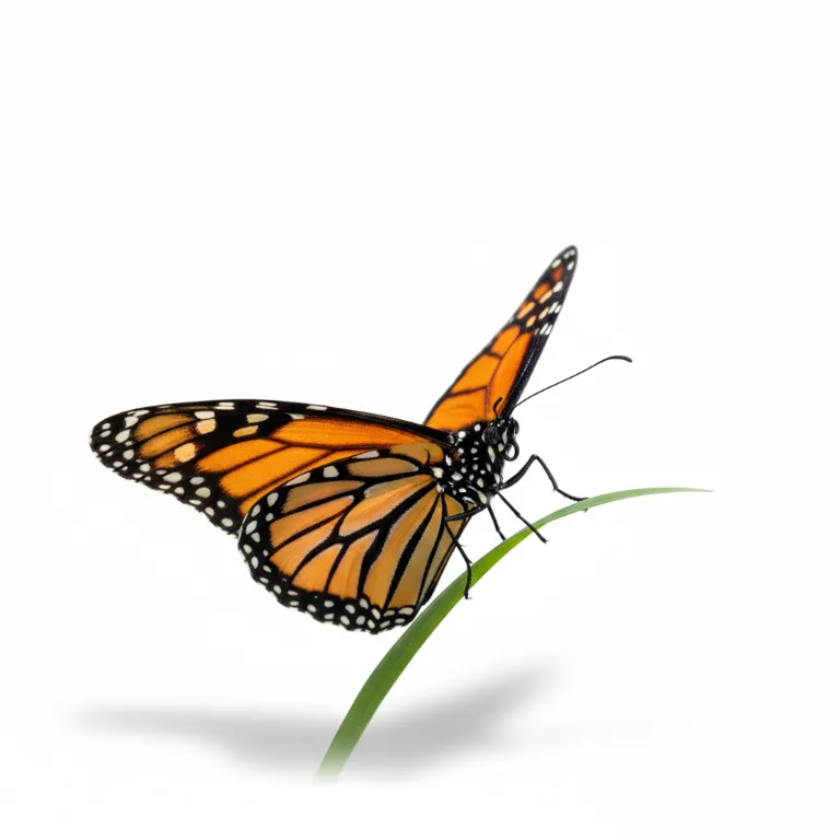 Illustration un papillon - Les insectes