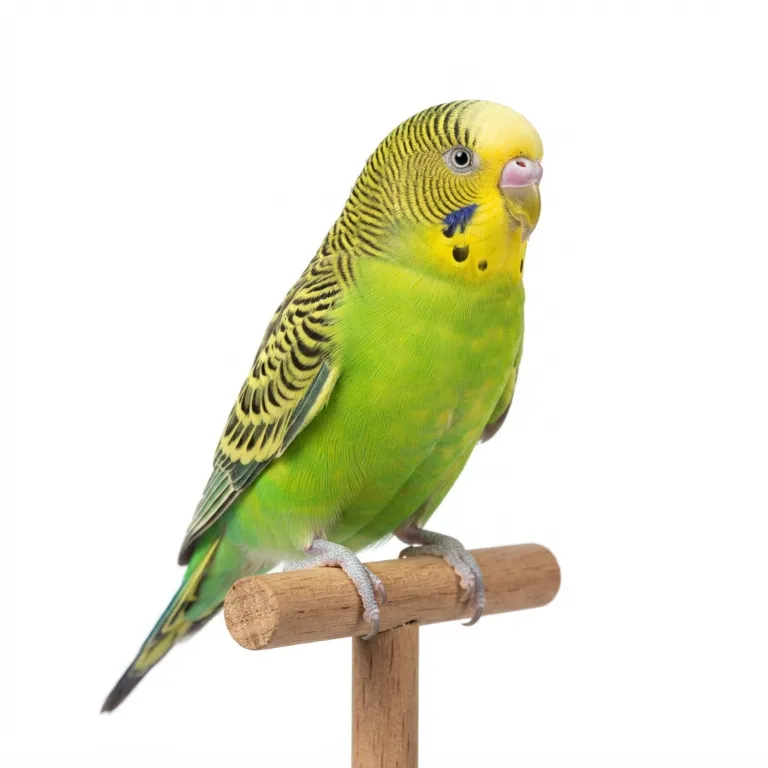 Perruche ondulée aux plumes vertes et jaunes