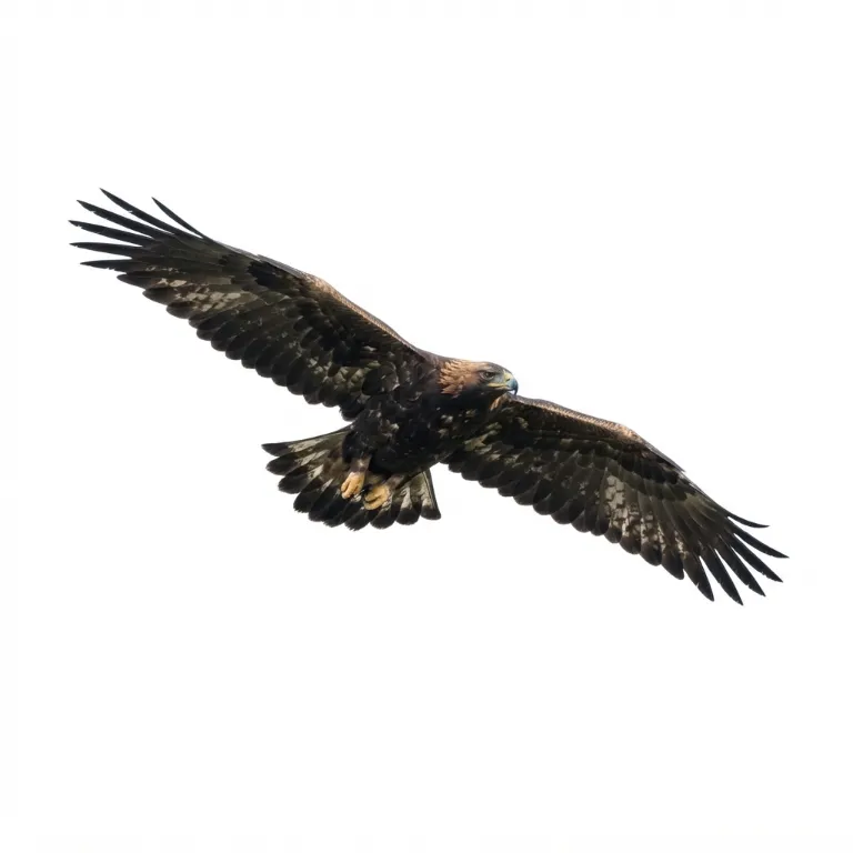 Aigle royal en plein vol avec ses ailes déployées sur fond blanc