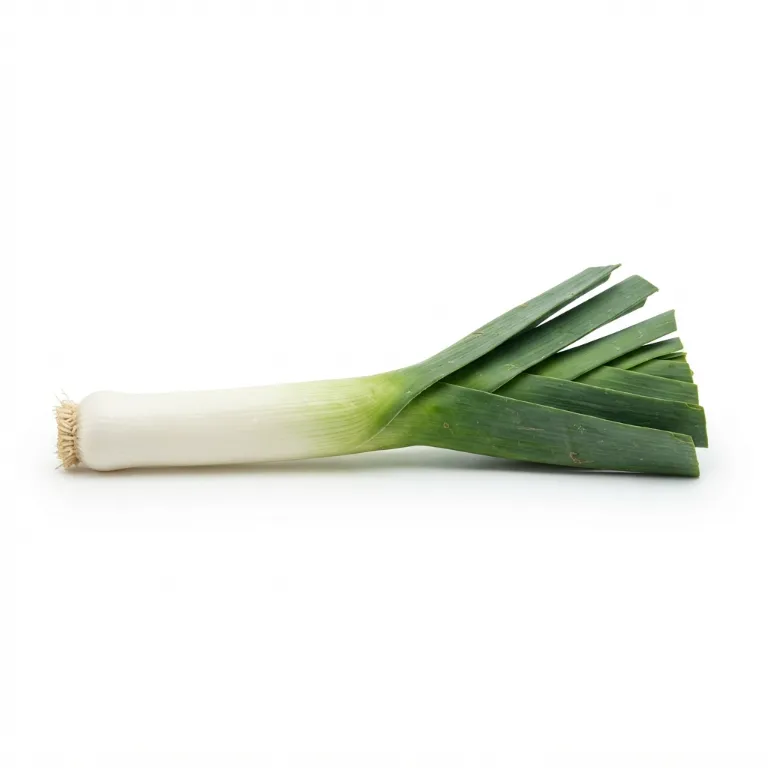 Poireau avec son fût blanc et ses feuilles vertes